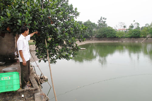 mô hình thủy sản