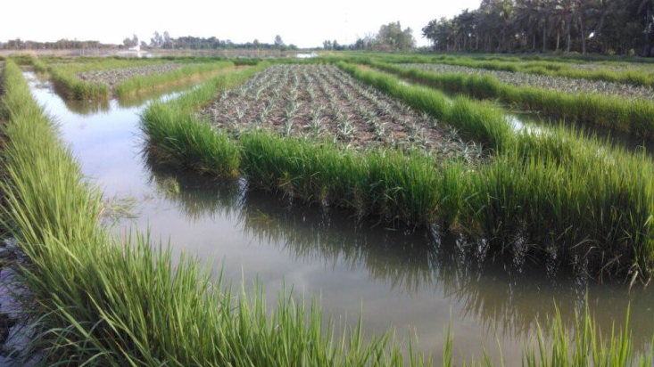 Bài 2 Đồng hành cùng bà con nông dân kiến tạo hệ sinh thái lúa tôm bền vững