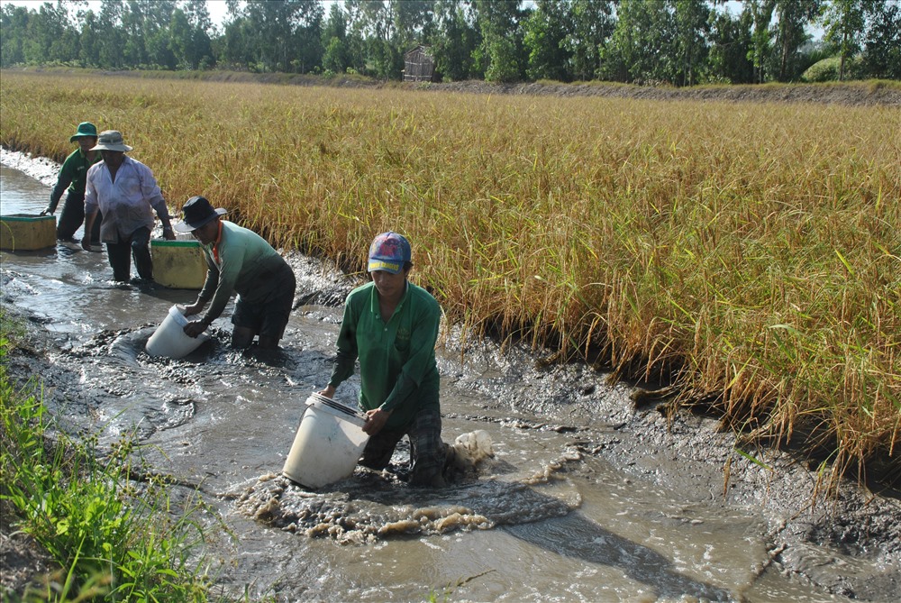Mô hình lúa - tôm đang phải đối diện với nhiều thách thức