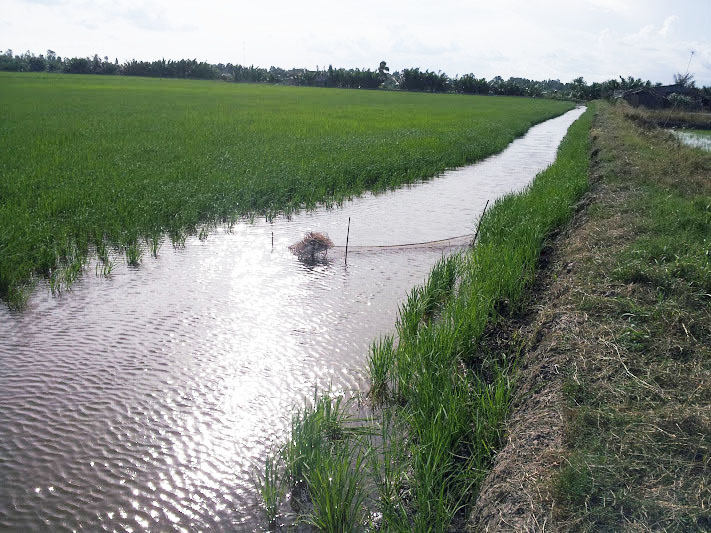 mo hinh nuoi luan canh tom lua