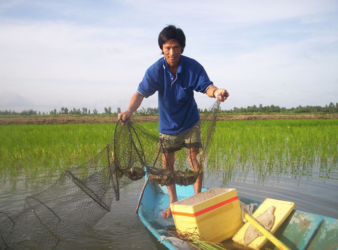 trồng lúa trên đất nuôi tôm, mô hình nuôi tôm, tôm - lúa, nuôi tôm