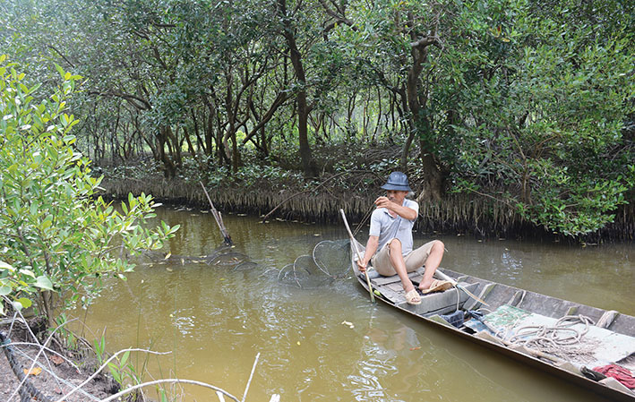 mô hình tôm - màu kết hợp, mô hình nuôi tôm, nuôi tôm, nuôi tôm quảng canh, mô hình nuôi tôm trồng cây