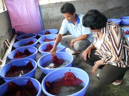 mo hinh uong luon giong nhan tao