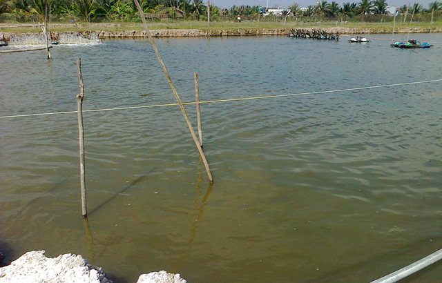 mở rộng diện tích nuôi tôm