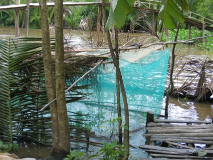 mô hình nuôi cá lóc