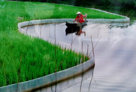 Bạc Liêu: Tôm chết ở vùng chuyển dịch sản xuất lúa - tôm là do thời tiết bất thường