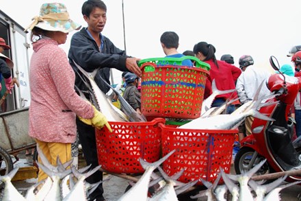 môi trường biển miền trung sau sự cố