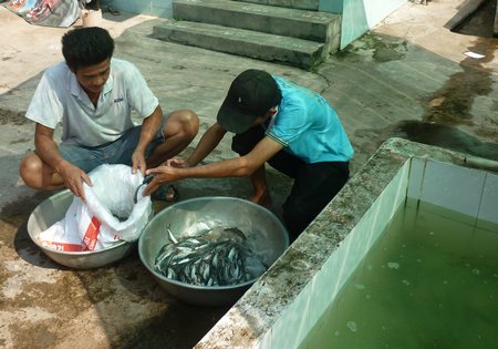 mua bán cá giống