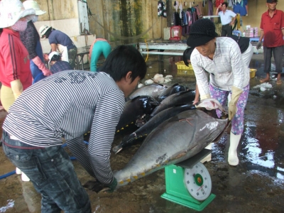 mua bán cá ngừ