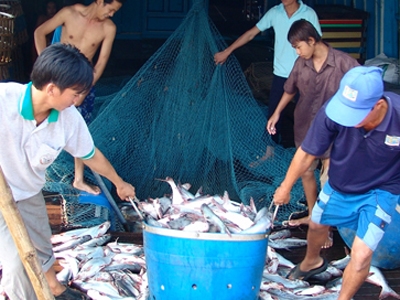 mua bán cá tra nguyên liệu