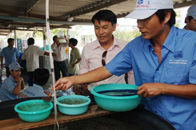 mua bán tôm giống