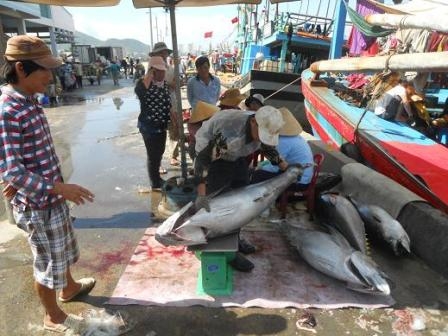 mùa cá ngừ đại dương