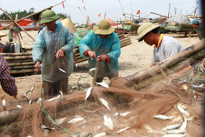 Ngư dân Thanh Hóa được mùa cá trích