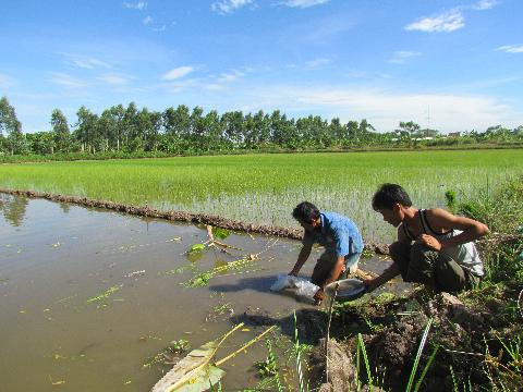 mô hình sản xuất cua cá lúa