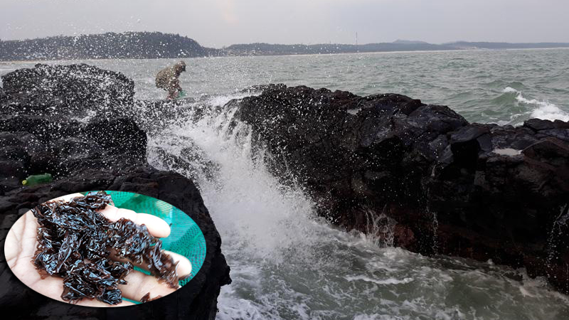 Lao xao mùa rau mứt