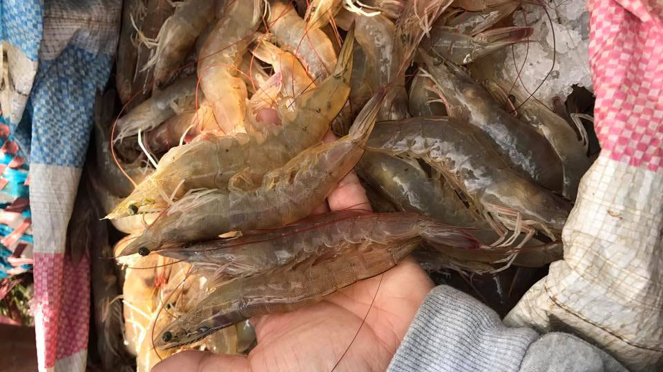 Khung mùa vụ nuôi trồng thủy sản tỉnh Quảng Nam 2018
