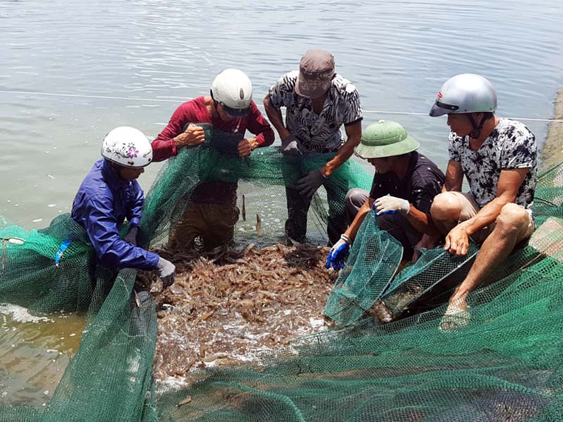 Được mùa vụ tôm đông xuân