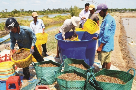 mùa vụ tôm thắng lợi