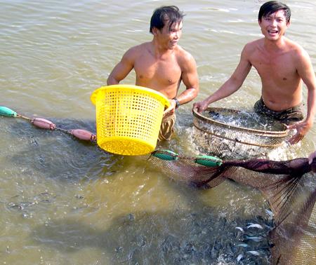 Nghề lái cá tra giống " giàu hay nghèo"