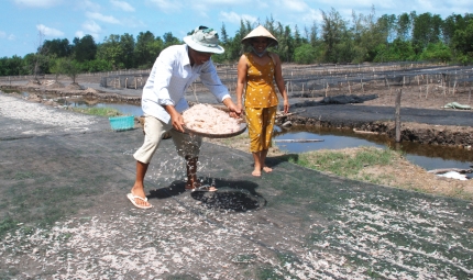 Người dân hy vọng sẽ có thu nhập cao từ mùa ruốc năm nay. (Trong ảnh: Ngư dân ấp Đá Bạc, xã Khánh Bình Tây, huyện Trần Văn Thời, phơi ruốc).