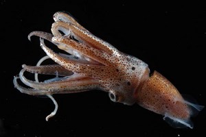 mực cảm nhận đau đớn