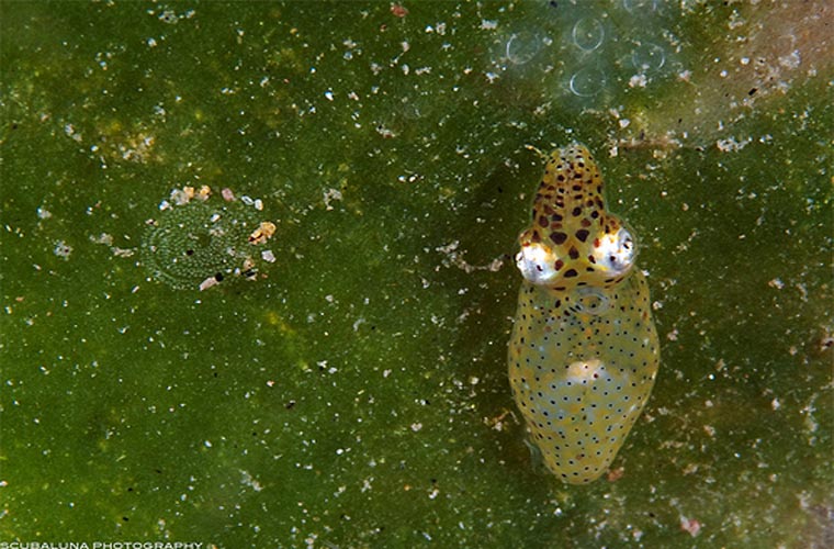 Mực “chú lùn”. Khi nhắc đến mực ống, mọi người thường tưởng tượng đến loài con vật to lớn và đáng ghê sợ, một quái vật biển sống. Ít ai biết rằng mực ống cũng có loài siêu nhỏ, có tên Idiosepius notoides. Nó chỉ dài 2,4 cm và sống giữa các ngọn rong biển