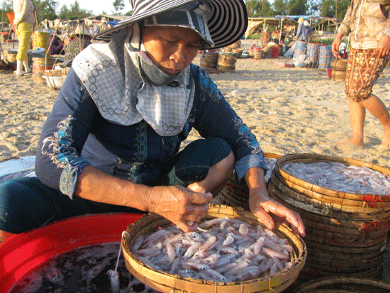 mực cơm