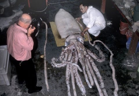 mực khổng lồ, ấu trùng mực