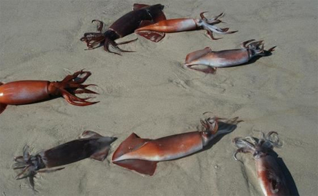 mực jumbo, quái vật đỏ