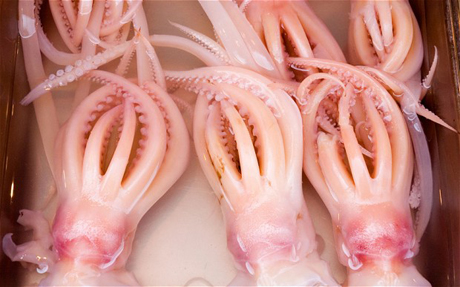 mực ống khổng lồ