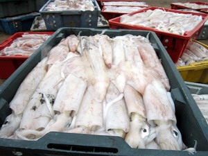 Kiên Giang: Ngư dân đảo Phú Quốc trúng mùa khai thác mực