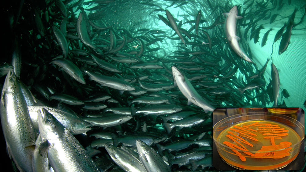 Nấm men giúp cá vượt qua áp lực nuôi mật độ cao