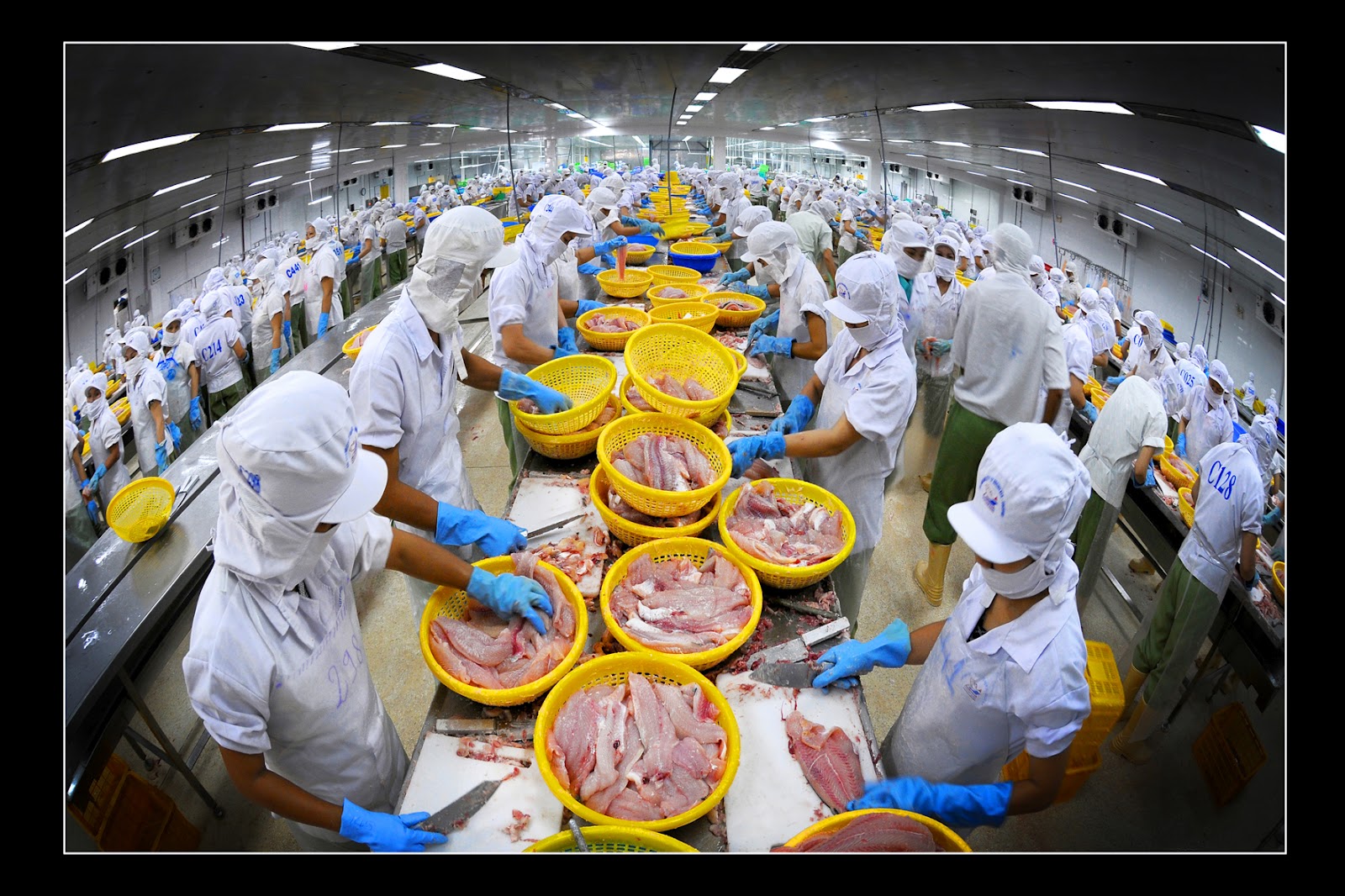 nganh ca tra viet nam