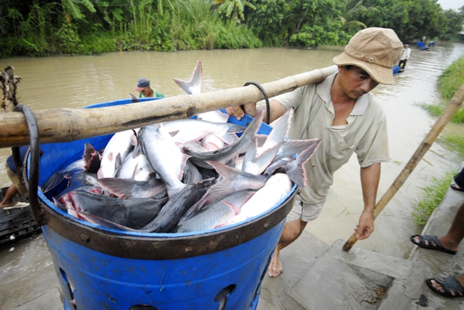 thu hoạch cá tra