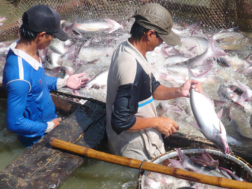 nghề thủy sản mekong