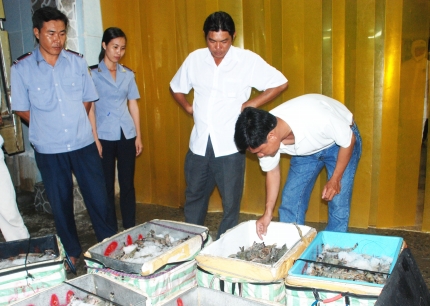 Thanh tra Sở NN&PTNT kiểm tra chất lượng tôm nguyên liệu tại cơ sở thu mua tôm của DNTN Lê Thanh Chiến, xã Tân Duyệt, huyện Đầm Dơi.
