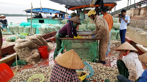 Ngao chết hàng loạt vì nắng nóng ở Hải Phòng