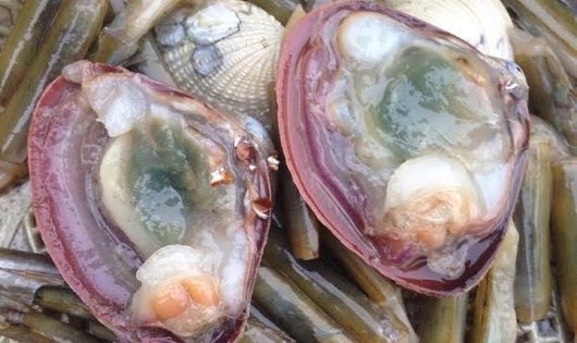 Quảng Ninh: Ngao bị xanh ruột có phải do tảo?