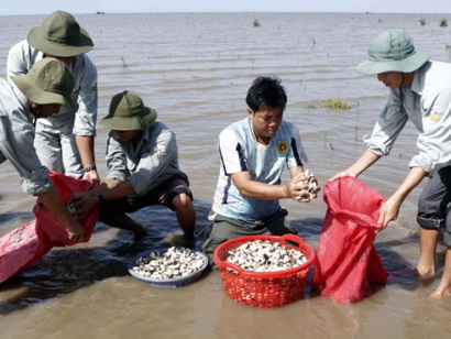 thu hoạch nghêu