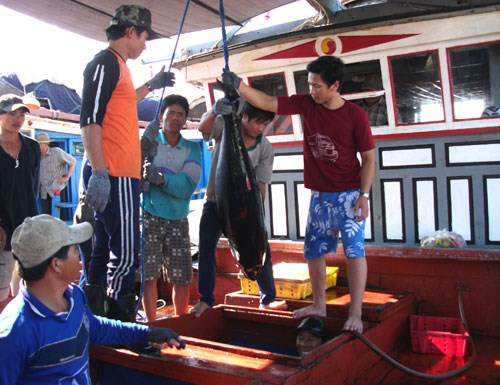 ngày hội cá ngừ