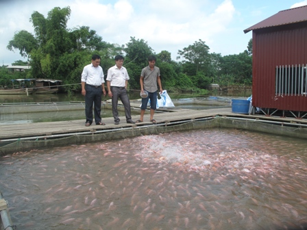 nghề nuôi cá lồng