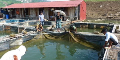 nghề nuôi cá lồng