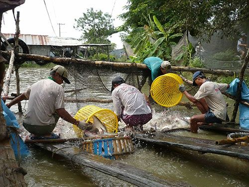 nghe nuoi ca tra se on dinh