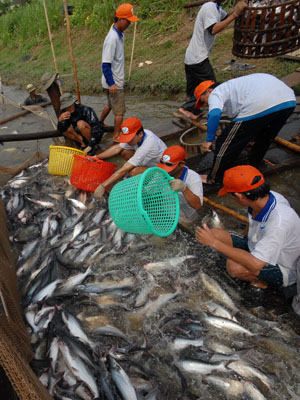Nghề nuôi cá tra