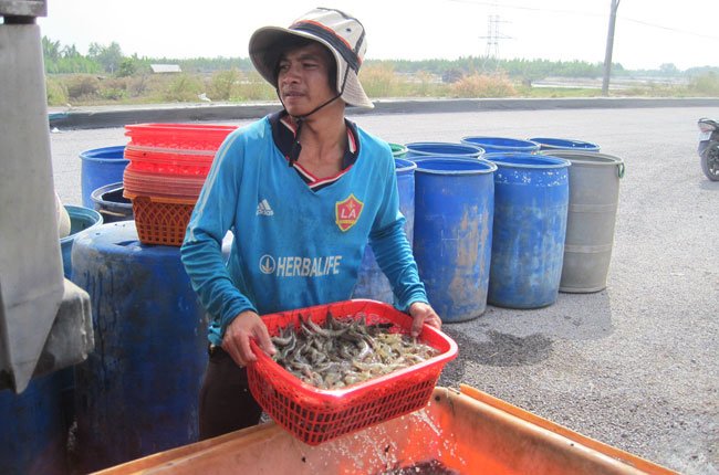 nghe nuoi tom