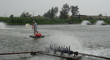 Nghề nuôi tôm