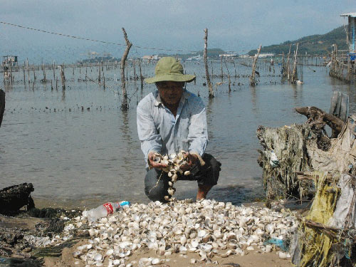 nghêu chết hàng loạt