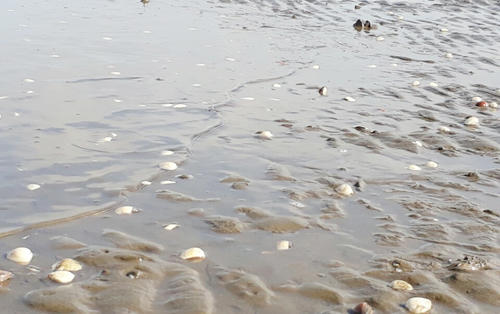 Nghêu, cá chết trắng bờ biển Kiên Giang