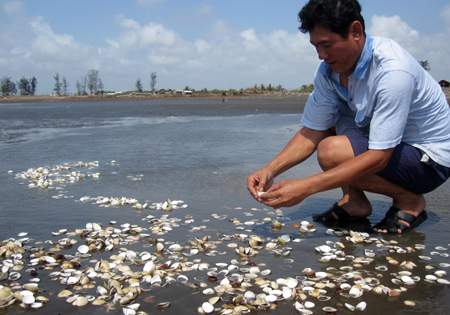 Người dân xã Tân Thành thiệt hại hàng trăm tỷ đồng vì nghêu chết trắng.
