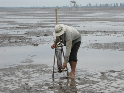 nghêu